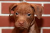 Copper Bean