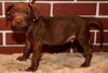 Copper Bean
