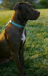 Copper Bean