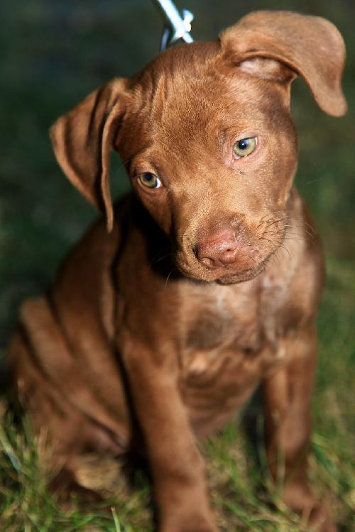 Copper Bean
