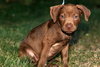 Copper Bean