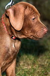 Copper Bean