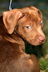 Copper Bean