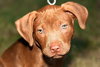 Copper Bean