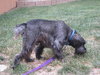 Kole