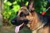 Tico