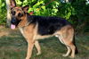 Tico
