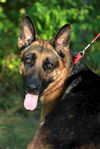 Tico