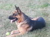 Tico