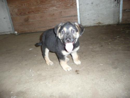 Sarge
