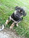 Sarge