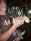Sarge