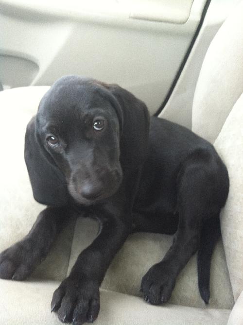 Gemma