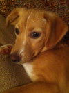Ginger