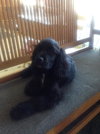 Clyde