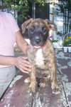 Lola