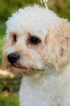 Gracie