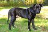 Sebastian