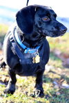Oscar
