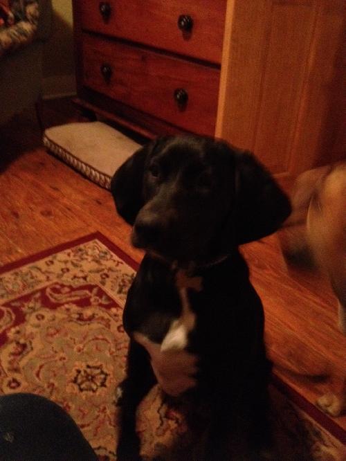 Piper