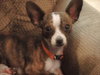 Pip
