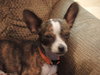 Pip