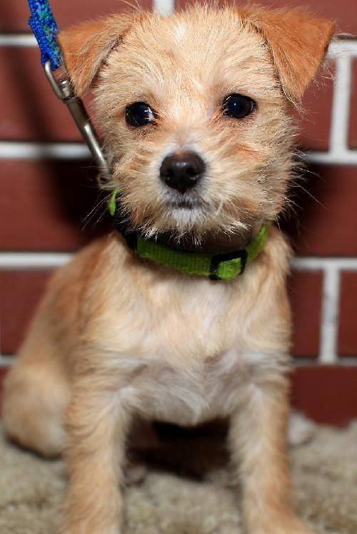 Scrappy