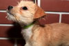 Scrappy