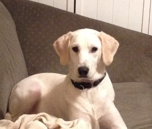 Gunner