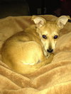 Dasher