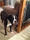 Auggie