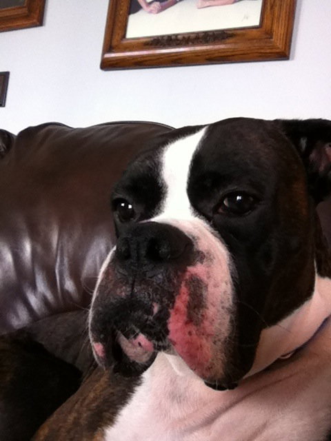 Auggie