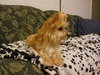 Bitsy