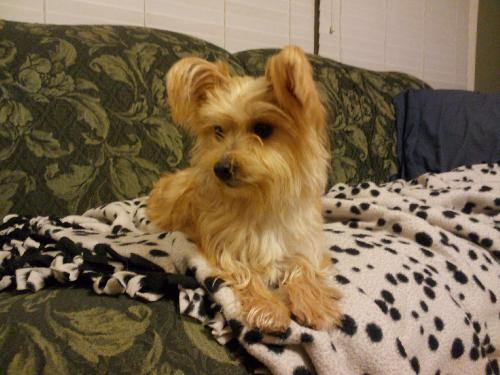 Bitsy