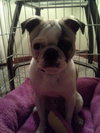 Harvey