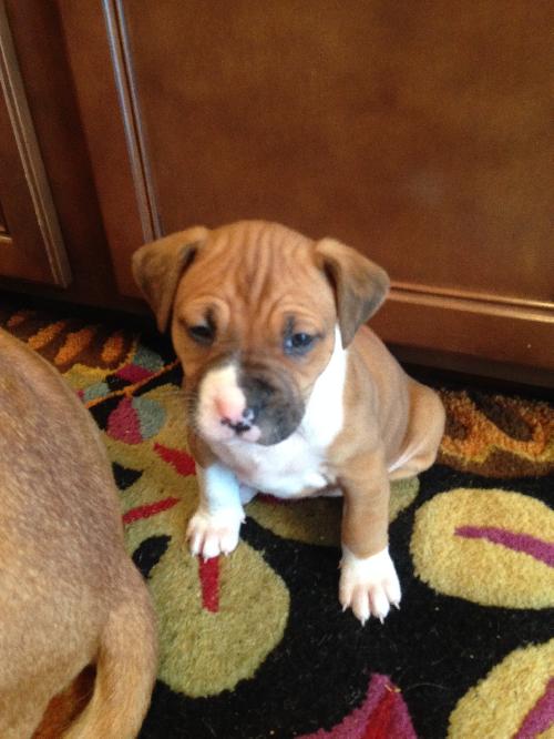 Darla