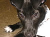 Dolley