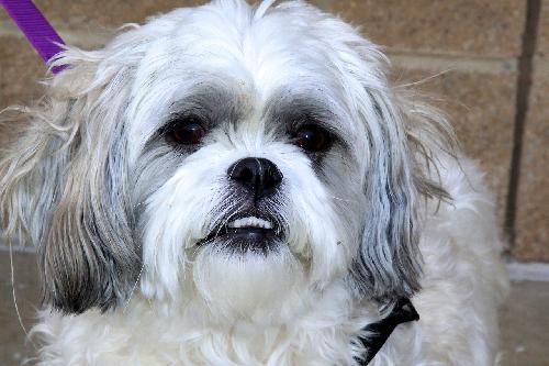 Toby