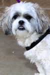 Toby