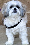 Toby