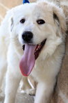 Sheena