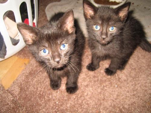 more kittens!!
