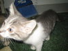 more kittens!!