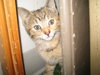 more kittens!!