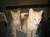 more kittens!!