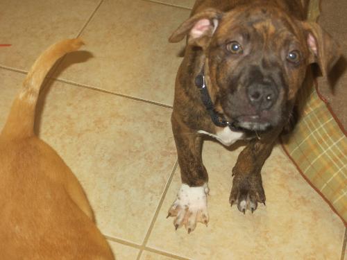 Samson