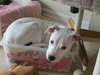 Dotty