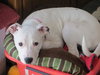 Dotty