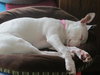 Dotty