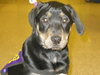 Gertie